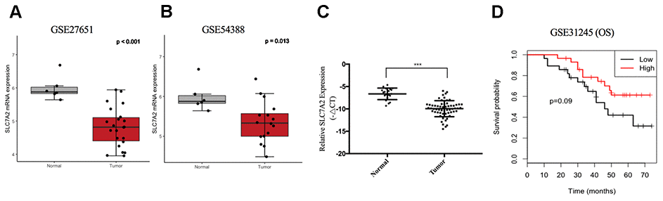 Slc7a2 Serves As A Potential Biomarker And Therapeutic Target For 