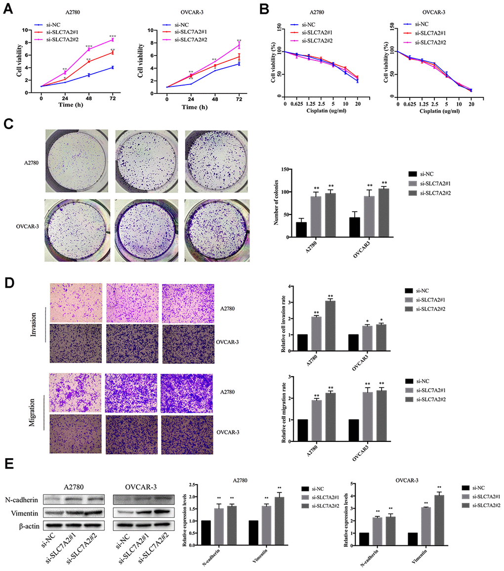 Effects of SLC7A2 knockdown on the functions of ovarian cancer cell lines. (A) Cell viability increased after SLC7A2 knockdown in the A2780 and OVCAR-3 cell lines. (B) Cell viability had no significant change after SLC7A2 knockdown in the A2780 and OVCAR-3 cell lines cultured in different concentrations of cisplatin for 48 h. (C) Number of colony increased after SLC7A2 knockdown in the A2780 and OVCAR-3 cell lines. (D) Cell invasion and migration increased after SLC7A2 knockdown in the A2780 and OVCAR-3 cell lines. (E) N-cadherin and Vimentin proteins of A2780 and OVCAR-3 cell lines increased after SLC7A2 knockdown. The data are shown as the mean ± SD (n=3). *p 