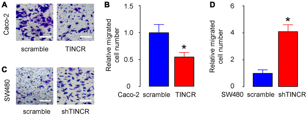 Suppression of TINCR promotes CRC cell metastasis in vitro. (A, B) The migration of TINCR-transfected Caco-2 cells was then examined in a transwell migration assay, shown by representative images (A) and by quantification (B). (C, D) The migration of shTINCR-transfected SW480 cells was then examined in a transwell migration assay, shown by representative images (C) and by quantification (D). N=5. *p