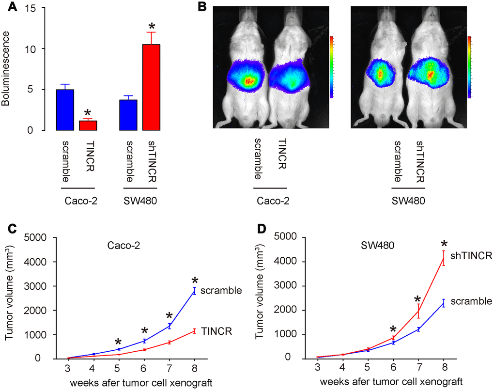 Overexpression of TINCR inhibits CRC growth in vivo. In vivo xenograft experiments (subcutaneous transplantation with lentivectors carrying luciferase reporter and shTINCR/TINCR/scramble) were conducted to analyze the role of TINCR on tumor growth in vivo. (A, B) At 8 weeks after xenografting, tumor growth was determined by bioluminescence, shown by quantification (A), and by representative images (B). (C, D) Tumor growth curve after xenografting of Caco-2 cells (C) and SW480 cells (D). N=5. *p
