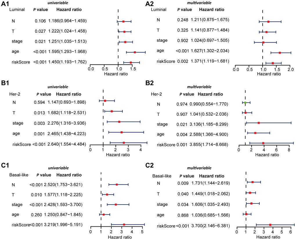 Univariable and multivariable Cox regression analyses of OS in Luminal, Her-2, and Basal-like BRCA. (A) Forest plots showing the univariable (A1) and multivariable cox regression analyses (A2) of OS in Luminal BRCA. (B) Forest plots showing the univariate (B1) and multivariable cox regression analyses (B2) of OS in Her-2 BRCA. (C) Forest plots showing the univariable (C1) and multivariable cox regression analyses (C2) of OS in Basal-like BRCA.