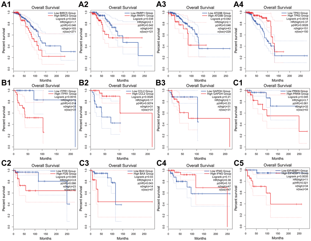 Kaplan-Meier analyses of ARGs in subtype-specific prognosis models. (A) Kaplan-Meier analyses of BIRC5, PARP1, ATG9B and TP63 in Luminal BRCA. (B) Kaplan-Meier analyses of ITPR1, CCL2 and GAPHD in Her-2 BRCA. (C) Kaplan-Meier analyses of PRKN, FOS, BAX, INFG and EIF4EBP1 in Basal-like BRCA. The statistical significance was determined by Log-rank test. The dashed lines represent 95% confidence interval.