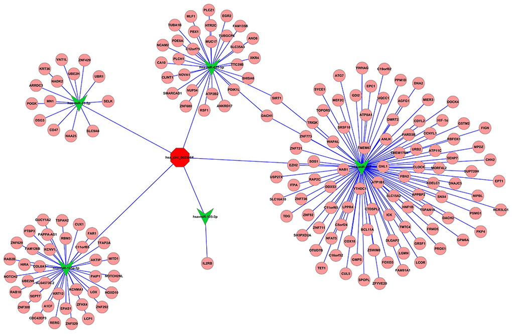 circRNA-miRNA-mRNA network. Yellow color represents circRNA
