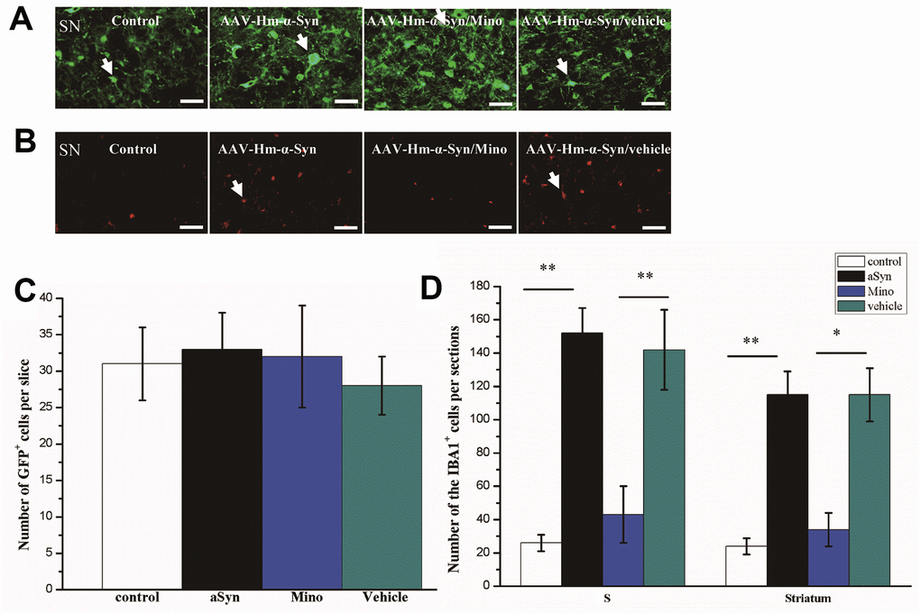 Mino inhibited microglial activation in the striatum and substantia nigra (SN) of mice injected with AAV hm-αSyn. (A) Mutant-αSyn-GFP expression after AAV SN injection in different groups. (B) Iba1 expression in different groups. (C) Quantification of mutant-αSyn-GFP expression after Mino treatment; there was no difference among the groups. (D) Mino inhibited Iba1 expression in the SN and striatum, as denoted by the number of Iba1+ cells in the SN. Data are expressed as the mean ± standard deviation (SD); **P P 