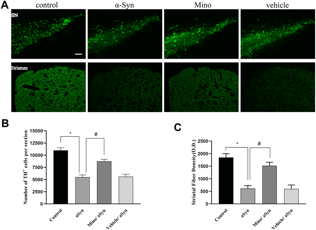 Mino administration after AAV injection prevented the loss of dopaminergic cell bodies in the substantia nigra (SN) and striatal fibers. (A) Immunohistochemical staining of the tyrosine hydroxylase (TH)+ cells in the striatum and SN. (B, C) Quantification of TH+ cells in SN and fibers in striatum. Data are expressed as the mean ± standard deviation (SD). *P P 
