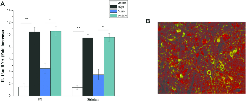 Mino administration inhibited IL-1β release. (A) Qualitative analysis of IL-1β in the SN. *P P B) IL-1 receptor immunostaining in dopaminergic neurons in the substantia nigra (SN).