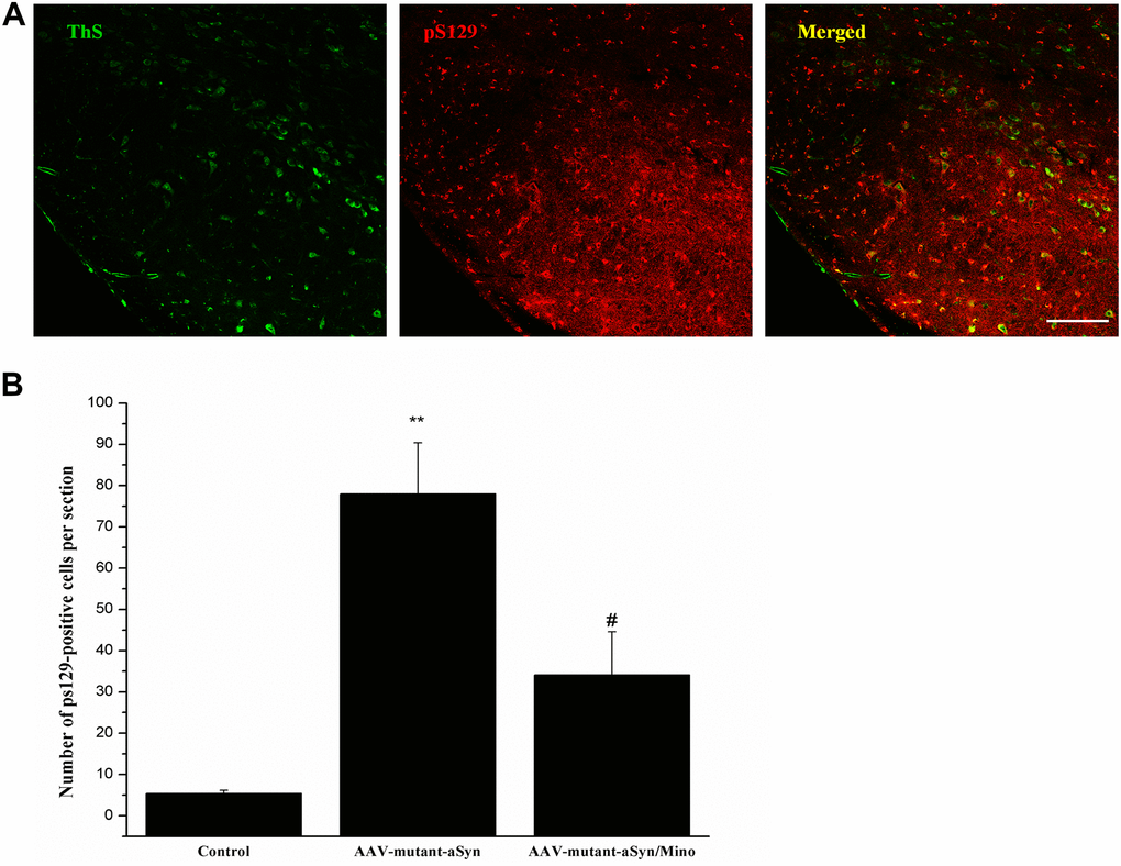 Mino administration decreased the Lewy-body pathology in the substantia nigra (SN). (A) Mino decreased the pS129 αSyn signal induced by hmαSyn overexpression in the SN. (B) Quantitative analysis for the pS129 signals in the SN.