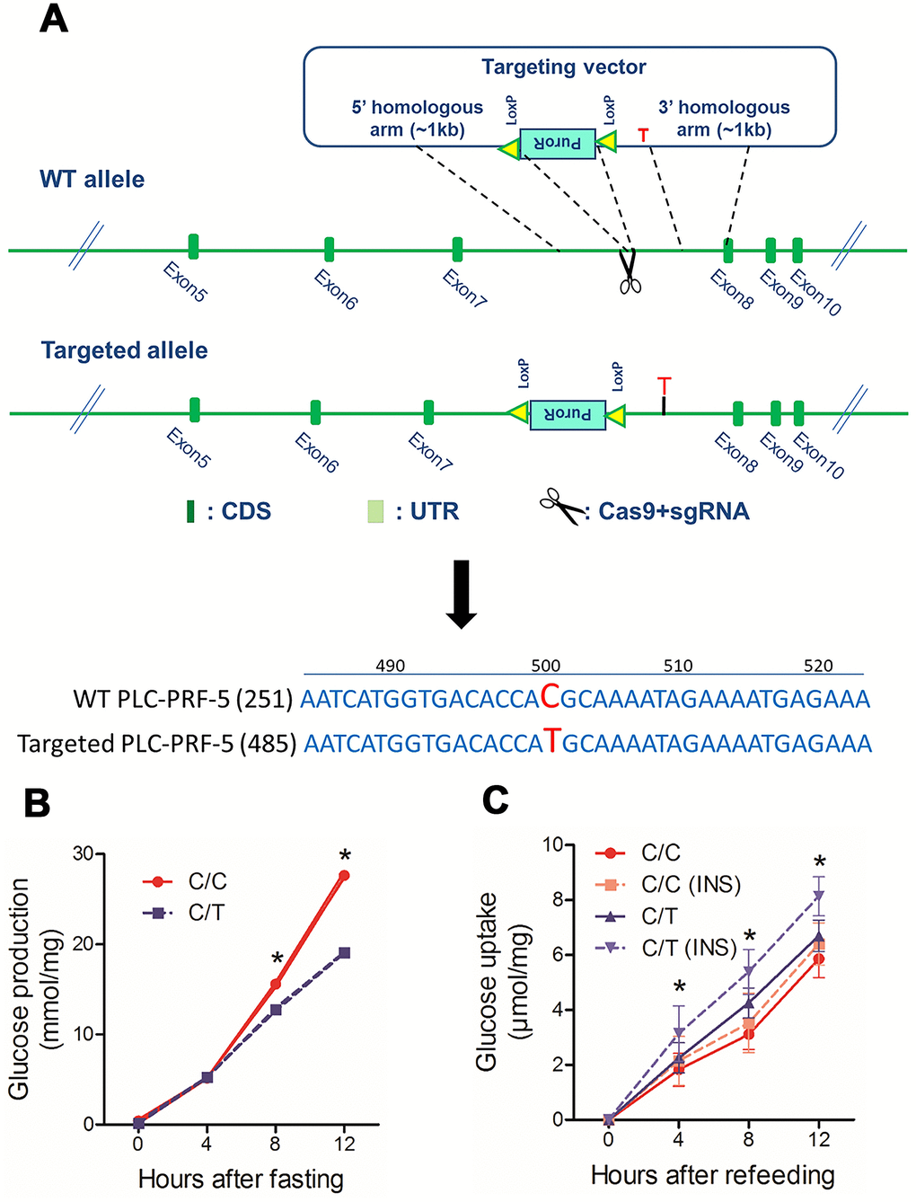 The rs290487 variant modulates glucose metabolism in PLC-PRF-5 cells. (A) Schematic diagram showing protocol for the generation of PLC-PRF-5 cell line with rs290487 C/T point mutation using the CRISPR/Cas9 knock-in approach. (B) Glucose production is significantly higher in C/C cells compared to the C/T cells under fasting states. (C) Flow cytometry results show reduced 2NBDG uptake in insulin-stimulated C/C cells compared to the C/T cells under serum-free and glucose-free conditions. *: PP