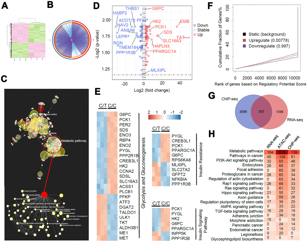 A genome-wide analysis of transcriptome divergence in PLC-PRF-5 cells with the rs290487 C/C genotype. (A) Heatmap of 1401 differentially expressed genes (DEGs) in C/C and C/T cells. (B) The Circos plot shows statistically significant DEGs identified by pairwise comparison of C/C vs. C/T cells. (purple lines). (C) KEGG enrichment analysis of 1401 DEGs using the MetaboAnalystR 2.0 server demonstrates strong enrichment in metabolic pathways (124 DEGs), particularly glucose metabolic pathways (red circle). (D) Scatter plot shows DEGs in glucose metabolic pathways identified by global enrichment analysis. The up- and down-regulated (fold change > 2, FDRPE) Heatmap shows DEGs significantly enriched in glycolysis/gluconeogenesis and insulin signaling pathways. (F) BETA analysis shows integration of differential gene expression and TCF7L2 targets. The P value listed in the center represents the significance of the UP or DOWN group relative to the NON group as determined by the Kolmogorov-Smirnov test. (G) The diagram shows the overlap between the 1401 DEGs from the RNA-seq data analysis and the genes linked to the differential peaks from the ChIP-seq data analysis. (H) Integrative analysis of overlapping KEGG pathways from RNA-seq, ChIP-seq and ATAC-seq datasets. Heatmap shows the number of genes in each KEGG pathway.