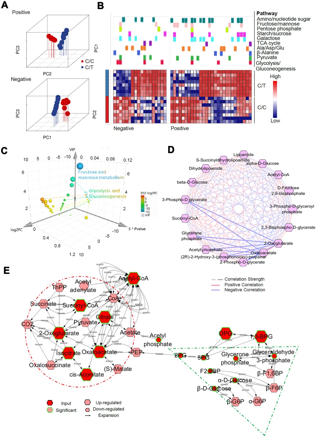 Metabolomic alterations in PLC-PRF-5 cells with the rs290487 C/C genotype. (A) 3D Principal component analysis (PCA) plots of metabolomics data from C/C and C/T cells. (B) Mummichog 2.0 analysis results of altered pathways (glucose metabolic pathways) in C/C cells compared to C/T cells. (C) 3D bubble plot shows altered metabolic features, especially changes in the glycolysis/gluconeogenesis pathway in C/C cells compared to C/T cells using SIMCA 14, the online multivariate tool. The X, Y, and Z-axis represent log2fold change, P value, and VIP, respectively. (D) Correlation-based network of metabolites related to glycolysis and gluconeogenesis visualized using Metscape 3. (E) The expression of metabolites related to glycolysis and gluconeogenesis visualized using Metscape 3. The red circle shows the increased metabolites related to gluconeogenesis such as Oxaloacetate, whereas the green triangle represents decreased glycolytic metabolites such as, D-Glyceraldehyde 3-phosphate.
