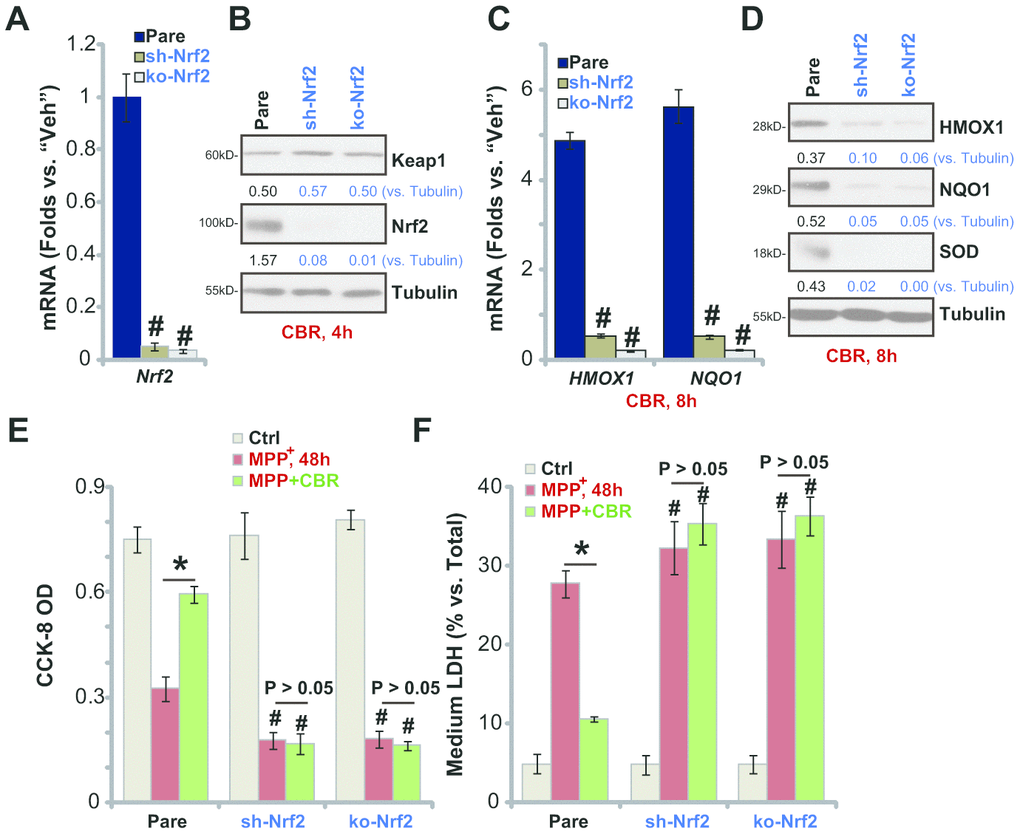 In SH-SY5Y cells Nrf2 shRNA or KO abolishes CBR-470-1-induced cytoprotection against MPP+. Expression of Nrf2 mRNA in stable SH-SY5Y neuronal cells with Nrf2 shRNA (“sh-Nrf2”) or a lenti-CRISPR/Cas9-Nrf2 KO construct (“ko-Nrf2”), as well as in the parental control cells (“Pare”), was shown (A); Cells were treated with CBR-470-1 (“CBR”, 10 μM) or the vehicle control (“Veh”) for applied time periods, expression of listed mRNAs and proteins was shown (B–D); Alternatively, cells were pre-treated for 2h with CBR-470-1 (“CBR”, 10 μM) or the vehicle control (“Veh”), followed by MPP+ (3 mM) stimulation for 48h, cell viability and death were tested by CCK-8 (E) and medium LDH release (F) assays, respectively. Expression of listed proteins was quantified and normalized to the loading control (B, D). Bars stand for mean ± standard deviation (SD, n=5). * PE, F). #PA, C, E, F). Experiments in this figure were repeated four times, with the similar results obtained.