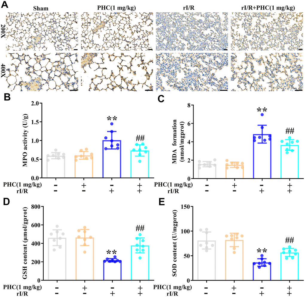 Effects of PHC on rI/R-induced lung oxidative stress in rats. (A, B) Myeloperoxidase (MPO) production in the lungs was analyzed using immunohistochemistry and an ELISA. (C–E) ELISAs were used to analyze malondialdehyde (MDA), glutathione (GSH) and SOD concentrations in lung homogenates. Data are presented as the mean ± S.D. (n = 8, Scale bar: 50 μm). *P P #P ##P 