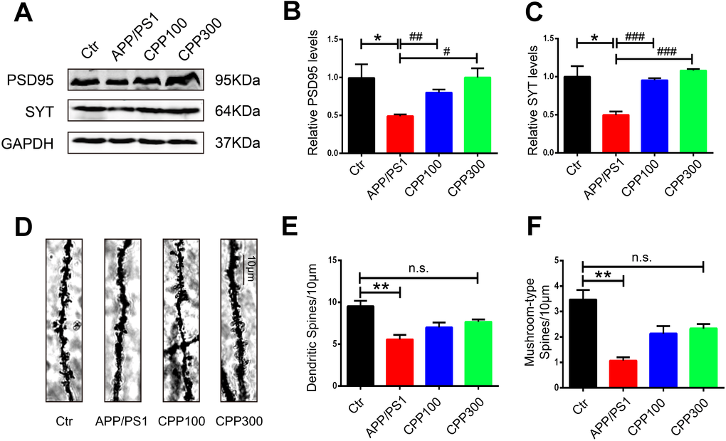 CPPs recovered the loss of synaptic proteins and synaptic plasticity in APP/PS1 mice. Synaptic proteins and spine density were evaluated in APP/PS1 mice after IG administration of 100, 300 mg/kg of CPPs or saline as control for one month. (A) Levels of PSD95, and synaptotagmin (SYT) were detected by western blotting in the hippocampus and GAPDH was used as loading control. (B, C) Quantitative analysis of the blots. (D) Representative Golgi staining images. (E) The quantification of spine density and (F) Mushroom type spine. P value significance is calculated from a one-way ANOVA. The data were expressed as mean ± SEM, *P 