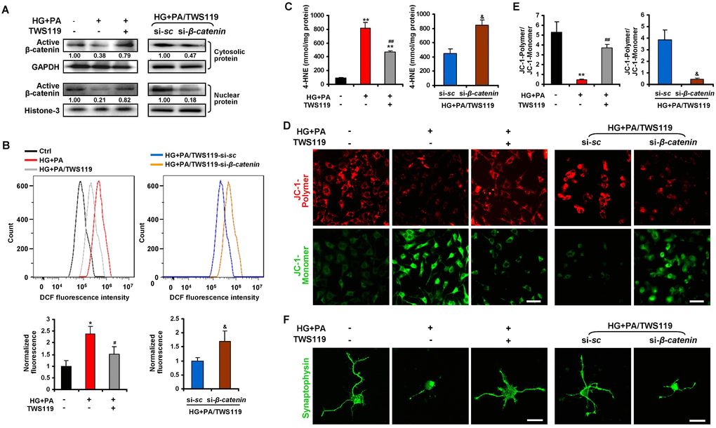 Dysregulated GSK3β/β-catenin signaling caused oxidative stress-associated mitochondrial and synaptic damage of primary RGCs upon glucolipotoxicity. Primary RGCs were exposed to conditioned medium (HG+PA) for 24 h, in the absence or presence of TWS119. Alternatively, RGCs were transfected by si-β-catenin or si-sc and treated with HG+PA in the presence of TWS119. (A) Western blotting for active β-catenin in cytosolic and nuclear fraction of primary RGCs. Intensities were quantified and normalized against the level of GAPDH or Histone-3 and expressed as fold changes of protein abundance relative to controls. Relative intensities of the bands are shown below. (B) Intracellular ROS production was measured by a flow cytometer. Representative curvilineal profiles of fluorescence are shown in upper panels. Quantification of intracellular ROS is shown in lower panels. Values are expressed as the fold changes relative to controls. (C) Contents of 4-HNE in primary RGCs. (D) The mitochondrial membrane potential (MMP) was determined with JC-1 using a confocal microscope. Representative images are shown (green, JC-1 monomer; red, JC-1 polymer; scale bar, 50 μm). (E) The ratio of red to green fluorescence intensity which reflects the levels of the MMP was quantified using Image-Pro Plus software. (F) Representative synaptophysin (green; scale bar, 20 μm) immunostaining in primary RGCs. Data are means ± SEM of three independent experiments. *P **P #P ##P &P sc. See also Supplementary Figures 6, 8A and 8B.