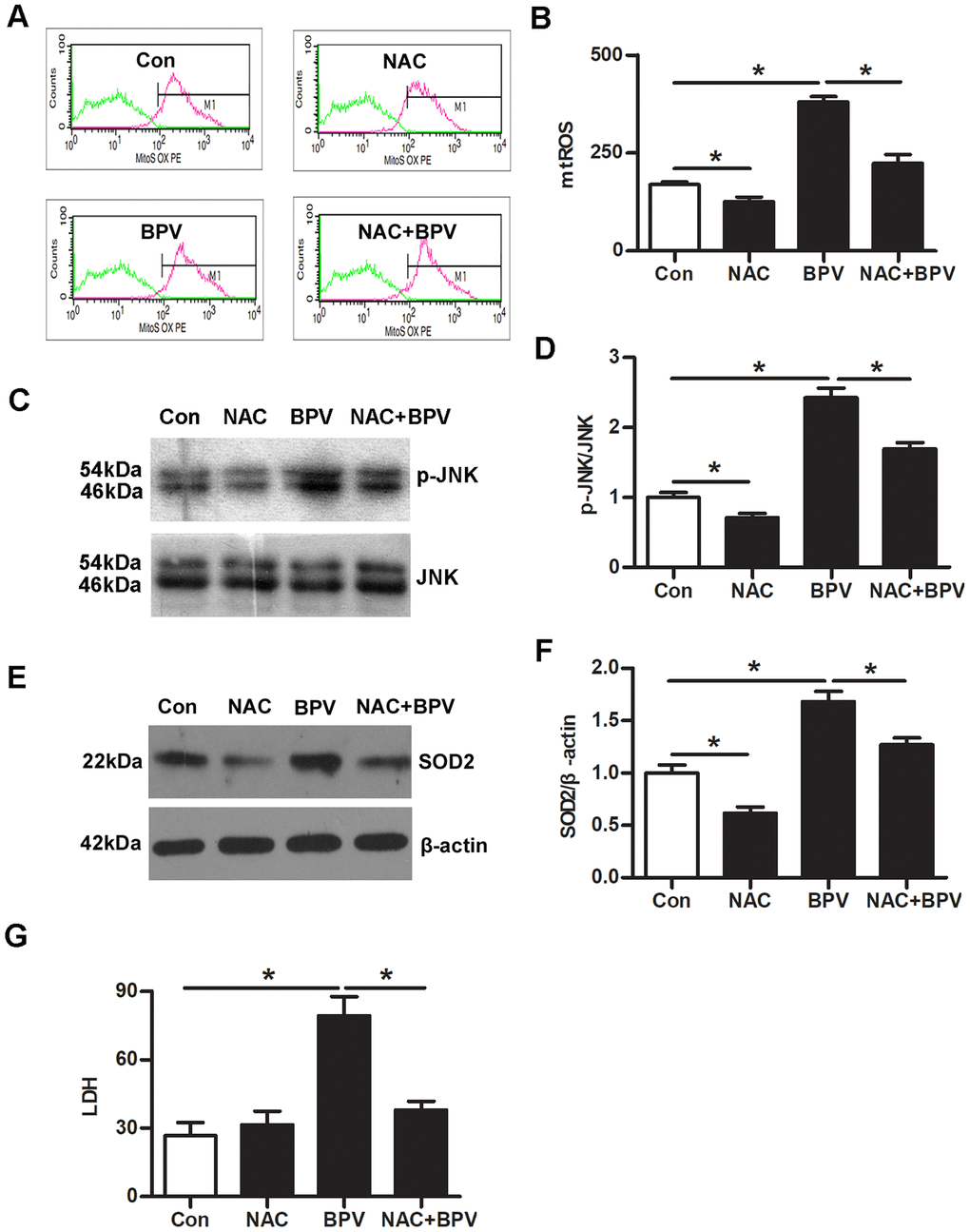 mtROS activated JNK signaling and stimulated SOD2 transcription in BPV-induced neuron oxidative stress. Con: untreated cells; NAC: cells treated with 5 mM NAC for 30 min; BPV: cells treated with 2.0 mM BPV for 60 min; NAC+BPV: cells pretreated with 5 mM NAC for 30 min, following treated with 2.0 mM BPV for 60 min. (A, B) the fluorescence intensities of mtROS in cells pretreated with NAC, following incubation with BPV; (C, D) the western blot analysis showed JNK phosphorylation in cells pretreated with NAC, following incubation with BPV; (E, F) the western blot analysis showed SOD2 transcription in cells pretreated with NAC, following incubation with BPV; (G) LDH production in cells treated with 2.0 mM BPV for 60min and/or pretreated with 5 mM NAC for 30min. Values are the mean± SEM of n = 3, *: P