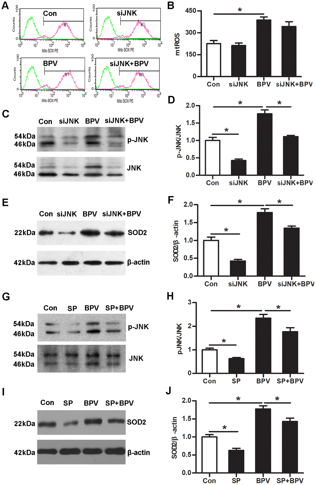 JNK signaling up-regulated of SOD2 transcription in BPV-induced neuron oxidative stress. (A–F) the effect of JNK gene knock-down on the mtROS production, JNK phosphorylation and SOD2 transcription in cells treated with BPV. Con: cells transfected with silencer negative control siRNA; siJNK: cells transfected with JNK siRNA. BPV: cells transfected with silencer negative control siRNA and treated with 2.0 mM BPV for 60 min; siJNK+BPV: cells transfected with JNK siRNA and treated with 2.0 mM BPV for 60 min. (G–J) The effect of sp600125 on JNK activation and SOD2 transcription in cells treated with BPV; Con: untreated cells; SP: cells cultured with 10 μM sp600125 for 30 min; BPV: cells treated with 2.0 mM BPV for 60 min; SP+BPV: cells precultured with 10 μM sp600125 for 30 min, following treated with 2.0 mM BPV for 60 min. Values are the mean± SEM of n = 3, *: P