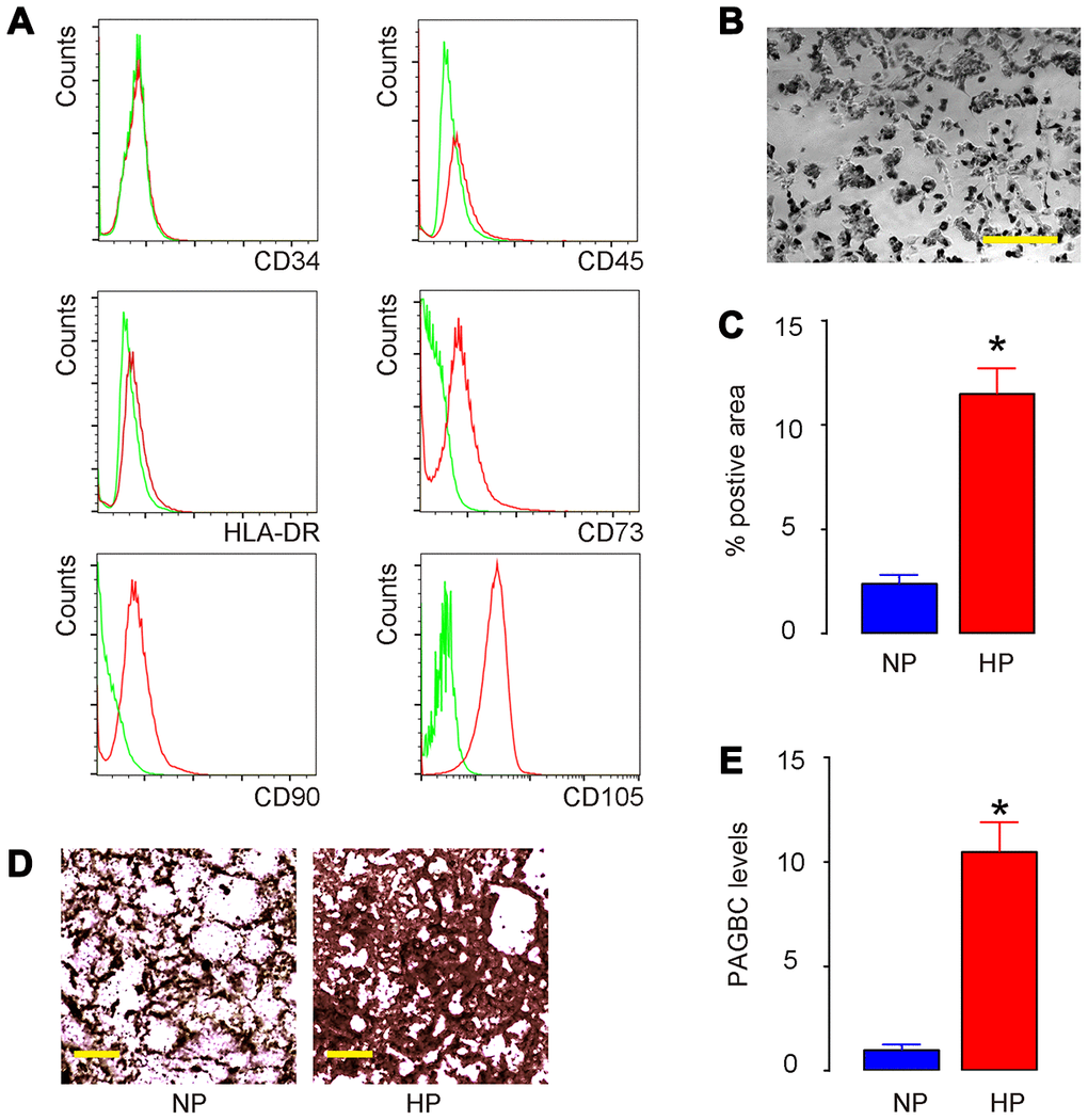 HP upregulates PAGBC and induces osteogenic differentiation of AMSCs. (A) Isolated human AMSCs were validated for MSC property (positive for CD73, CD90 and CD105, negative for CD34, CD45 and HLA-DR) by flow cytometry. (B) AMSCs in culture. (C–E) AMSCs were cultured in osteogenic differentiation media under normal pressure (NP) culture versus HP culture. Osteogenic differentiation of AMSCs was determined by Von kossa staining, shown by quantification (C) and by representative images (D). (E) RT-qPCR for PAGBC. N=5. *p