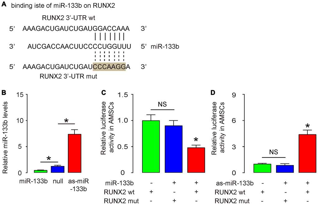 MiR-133b inhibits RUNX2 in AMSCs. (A) Bioinformatic prediction of the binding site for miR-133b on the 3’-UTR of RUNX2, which was used for generating 3'-UTR of wildtype RUNX2 mRNA (RUNX2 wt) and 3'-UTR of RUNX2 mRNA with a mutant at miR-133b-binding site (RUNX2 mut). (B) Plasmids that overexpress miR-133b or deplete it were prepared. Plasmids carrying a null sequence were used as controls. These plasmids were used to transfect AMSCs and RT-qPCR for miR-133b was assessed in these cells. (C, D) We prepared luciferase reporter for wildtype (wt) RUNX2 and RUNX2 with a mutant at the miR-133b binding site (mut). The luciferase reporter assay was performed on AMSCs, using either miR-133b (C) or as-miR-133b (D). N=5. *p
