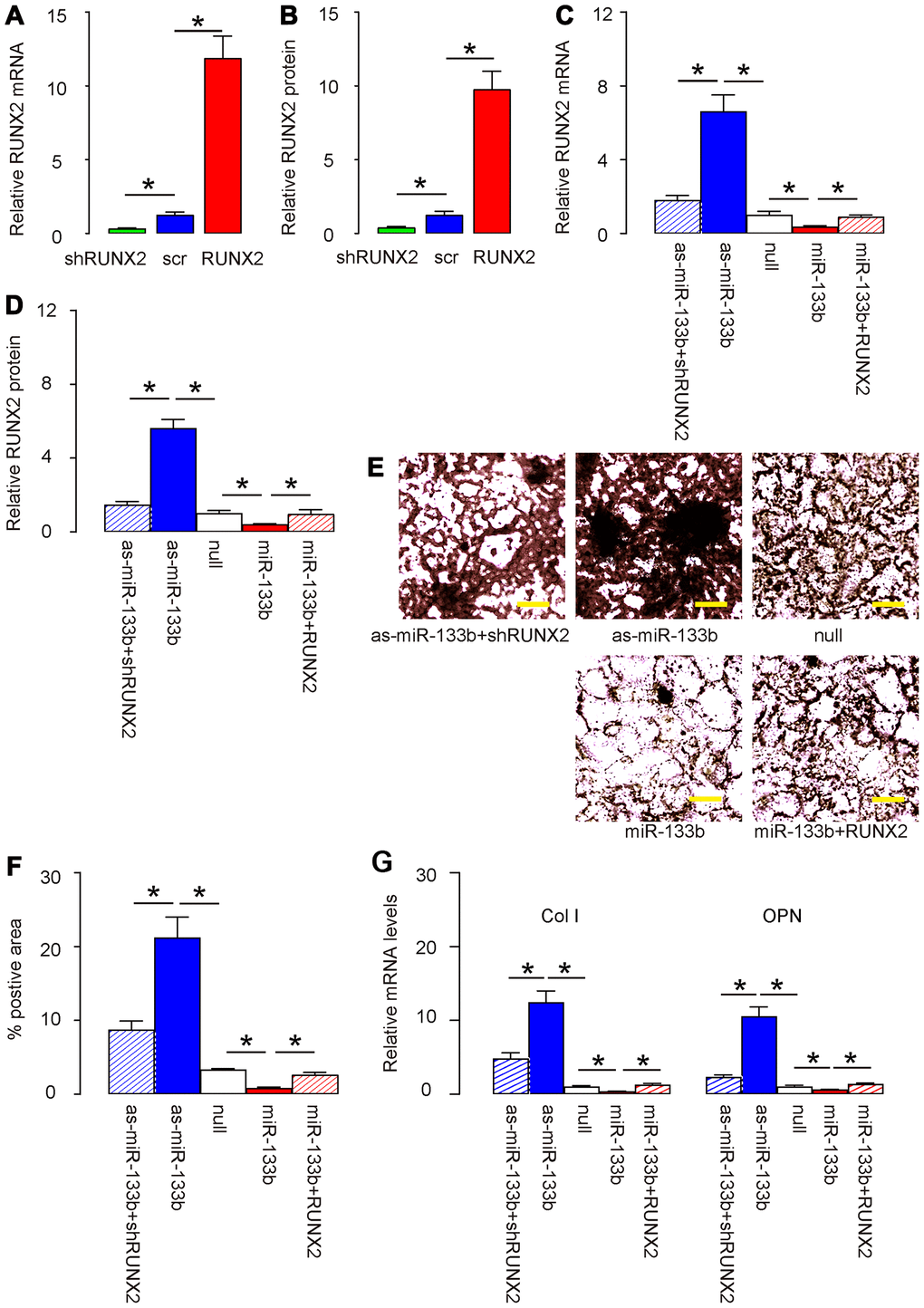 miR-133b suppresses osteogenic differentiation of AMSCs through RUNX2. (A, B) Plasmids that overexpress or deplete RUNX2 were validated by RT-qPCR (A) and by ELISA (B) for RUNX2. (C–G) AMSCs were transfected with either miR-133b or as-miR-133b, compared to null controls. In another two groups, AMSCs were co-transfected with miR-133b and RUNX2 or with as-miR-133b and shRUNX2. (C, D) RT-qPCR (C) and ELISA (D) for RUNX2. (E, F) Osteogenic differentiation of AMSCs was determined by Von kossa staining, shown by representative images (E) and by quantification (F). (G) RT-qPCR for osteogenesis-associated genes, collagen I (Col I) and osteopontin (OPN). N=5. *p