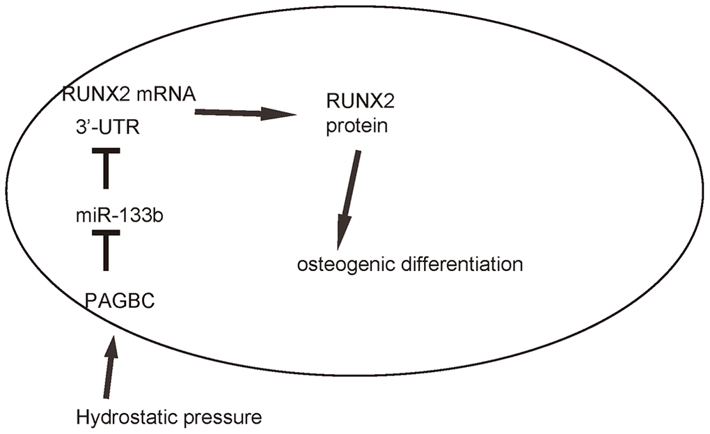 Schematic of the model. HP induces upregulation of PAGBC, which binds to miR-133b to prevent its suppression on translation of RUNX2, resulting in enhanced RUNX2-mediated osteogenic differentiation of AMSCs.