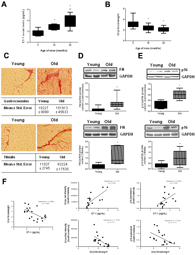 Endothelin 1 Induces Cellular Senescence And Fibrosis In Cultured Myoblasts A Potential 8319