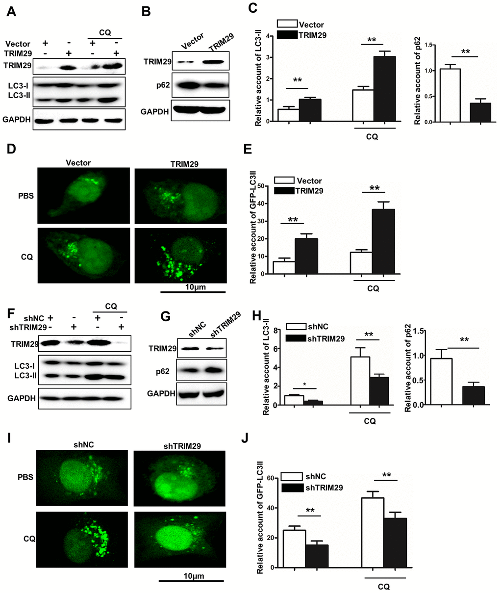 TRIM29 promotes autophagy in lung squamous cell carcinoma. (A) Western blot analysis of TRIM29, LC3-I, and LC3-II in TRIM29 over-expression treated HTB-182 cells with or without CQ treatment. (B) Western blot analysis of TRIM29 and p62 in TRIM29 over-expression treated HTB-182 cells. (C) The relative account of LC3-II and p62 in TRIM29 over-expression treated HTB-182 cells. (D) confocal analysis of GFP-LC3II expression in TRIM29 over-expression treated HTB-182 with PBS and CQ treatment. (E) The relative GFP-LC3II expression in TRIM29 over-expression treated HTB-182 with or without CQ treatment. (F) Western blot analysis of TRIM29, LC3-I, and LC3-II in TRIM29 knockdown treated NCI-H1915 cells with or without CQ treatment. (G) Western blot analysis of TRIM29 and p62 in TRIM29 knockdown treated NCI-H1915 cells. (H) The relative account of LC3-II and p62 in TRIM29 knockdown treated NCI-H1915 cells. (I) confocal analysis of GFP-LC3II expression in TRIM29 knockdown treated NCI-H1915 cells with PBS and CQ treatment. (J) The relative GFP-LC3II expression in TRIM29 knockdown treated NCI-H1915 cells with or without CQ treatment. **P
