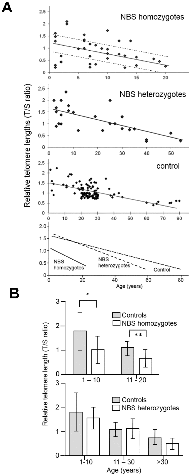 (A) Relative telomere length (TL) as a function of age in NBS homozygotes, heterozygotes, and control individuals. Relative TL (T/S ratio) was analyzed from blood samples of 38 NBS homozygotes, 27 NBS heterozygotes, and 108 control individuals by quantitative polymerase chain reaction (qPCR). The dashed lines separate the NBS homozygotes in those with long, medium, and short TL. Below: regression curves standardized for age. Original after thesis Raneem Habib [28]. (B) Comparison of TL, as analyzed by qPCR, of NBS homozygotes, heterozygotes, and controls. The comparison was made for age-matched groups (mean values and standard deviation). * indicates p