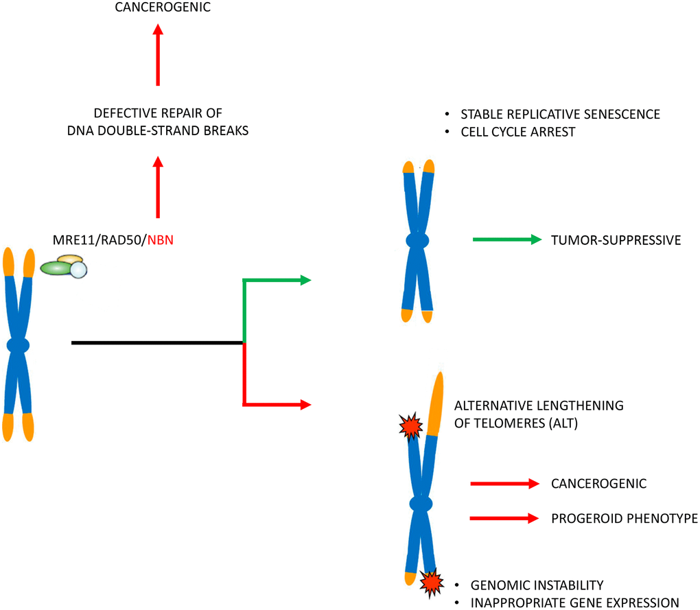 Pathophysiological concept. The patients’ cells in Nijmegen Breakage Syndrome have markedly reduced telomere lengths. Telomere attrition may induce genetic instability and alternative telomere elongation and thus enhance the cancerogenic effect (that is induced by defective repair of DNA double-strand breaks by non-homologous end joining) and also contribute to a progeroid phenotype. Telomere attrition may, however, also mitigate the clinical phenotype by inducing stable replicative senescence and cell cycle arrest. The latter is indicated by cells from patients with long tumor survival times with very short telomeres and little apoptosis.