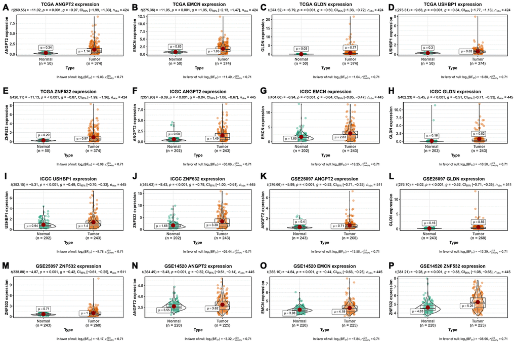 Expression of mRNAsi-related key genes in HCC and normal liver tissues. (A–E) The expression of ANGPT2 (A), EMCN (B), GLDN (C), USHBP1 (D) and ZNF532 (E) genes in 374 HCC and 50 non-cancer tissues from the TCGA database. (F–J) The expression of ANGPT2 (F), EMCN (G), GLDN (H), USHBP1 (I) and ZNF532 (J) genes in 243 HCC and 202 normal liver tissues from the ICGC database. (K–M) The expression of ANGPT2 (K), GLDN (L) and ZNF532 (M) genes in 268 HCC and 243 normal liver tissue samples from the GSE25097 dataset. (N–P) The expression of ANGPT2 (N), EMCN (O) and ZNF532 (P) genes in 225 HCC and 220 normal liver tissue samples from the GSE14520 dataset. The X axis is sample type (Normal or Tumor) and the Y axis is gene expression.