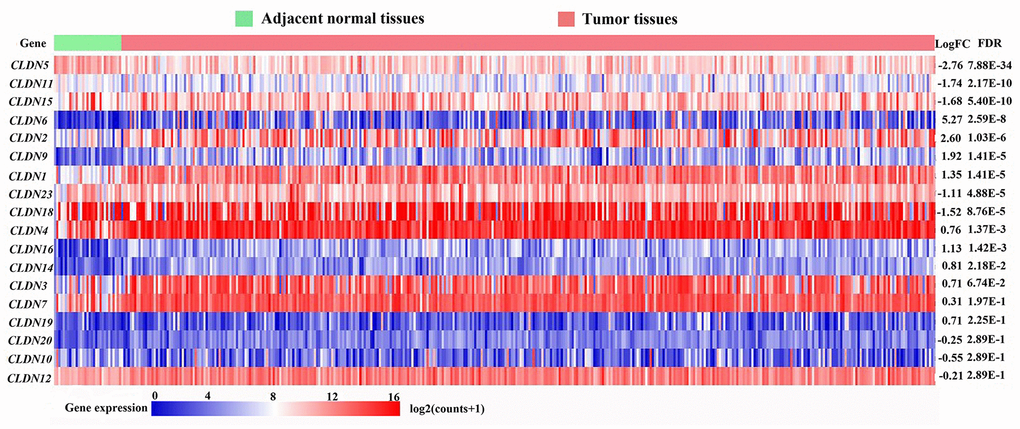 Heatmap of transcriptional profiles of the CLDN family in tumor and adjacent normal tissues from the TCGA-STAD database. FC, fold change; FDR, false discovery rate.