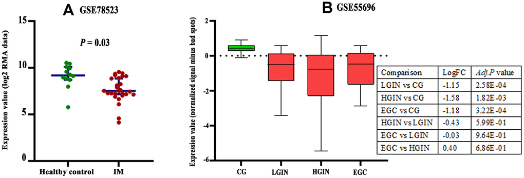 Expression changes of CLDN18 in precancerous tissues of the stomach. (A) The difference in CLDN18 expression between intestinal metaplasia (IM) and healthy controls. (B) The difference in CLDN18 expression among chronic gastritis (CG), low grade intraepithelial neoplasia (LGIN), high grade intraepithelial neoplasia (HGIN), and early gastric cancer (EGC). FC, fold change.