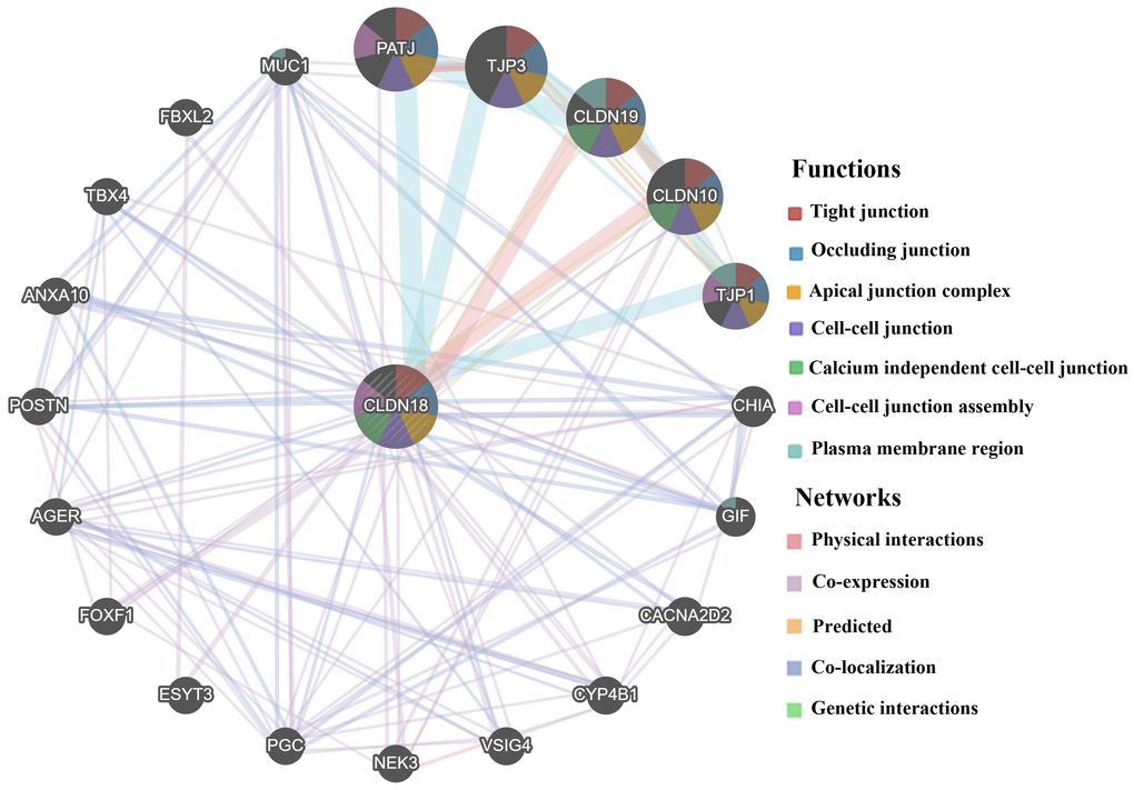 Biological interaction network of CLDN18 analyzed using GeneMANIA.