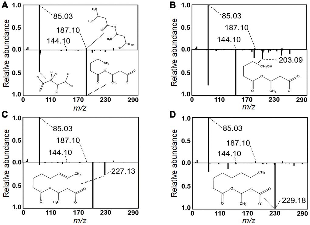 Identification of acylcarnitines by MS/MS. Experimental MS/MS fragmentations of (A) valerylcarnitine, (B) hydroxyvalerylcarnitine, (C) octenoylcarnitine and (D) octanoylcarnitine are juxtaposed below a library MS/MS fragmentation of methylbutyroylcarnitine. Diagnostic fragments common between library and experimental fragmentations are labeled. Pertinent MS/MS peaks are labeled for mass-to-charge ratio (m/z) by broken line. Additionally, distinctive fragments equivalent in mass difference to that of the mass difference between the represented acylcarnitine and methylbutyroylcarnitine are labeled with proposed fragment structure displayed. MS/MS peaks and matching proposed fragment structure are labeled by dotted line.