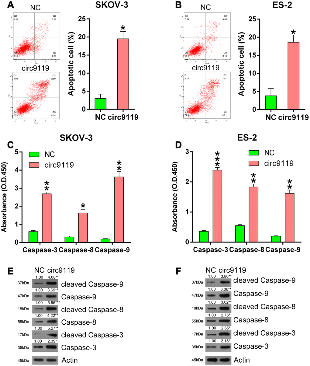 circ9119 induced apoptosis in ES-2 and SKOV-3 cells. Cells were subjected to transfection with circ9119 overexpression or NC vector for 1.5 d. (A, B) Flow cytometry results displayed the number of apoptotic cells. (C, D) Caspases activity detection kit was used to detect the activity of caspase 3, caspase 8, and caspase 9 post transfection. (E, F) Western blotting was conducted to examine the expression of caspase 3, caspase 8, and caspase 9 and their cleavage forms. Actin represents β-actin. n = 3. *P 