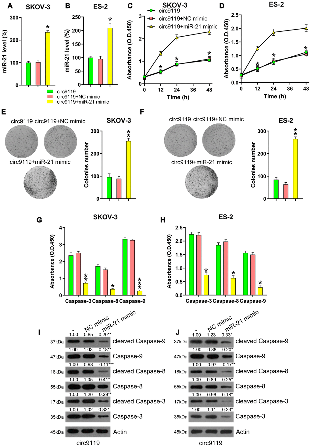 miR-21 mimic reversed the role of circ9119 overexpression on viability and apoptosis of ES-2 and SKOV-3. Cells were subjected to cotransfection with circ9119 overexpressing and miR-21 or NC mimic for 1.5 d. (A, B) qRT–PCR was examined the miR-21 expression. (C, D) MTT was conducted to detect the proliferation rate of SKOV-3 and ES-2 cells under different transfection conditions. (E, F) Colony formation assay indicated the growth of ES-2 and SKOV-3 cells under various transfection conditions. (G, H) Caspase activity detection kit was used to detect the activity of caspase 3, caspase 8, and caspase 9 after transfection. (I, J) Western blotting was conducted to examine the caspase-3, -8, and -9 expression and their cleavage form. Actin represents β-actin. n = 3. *P 