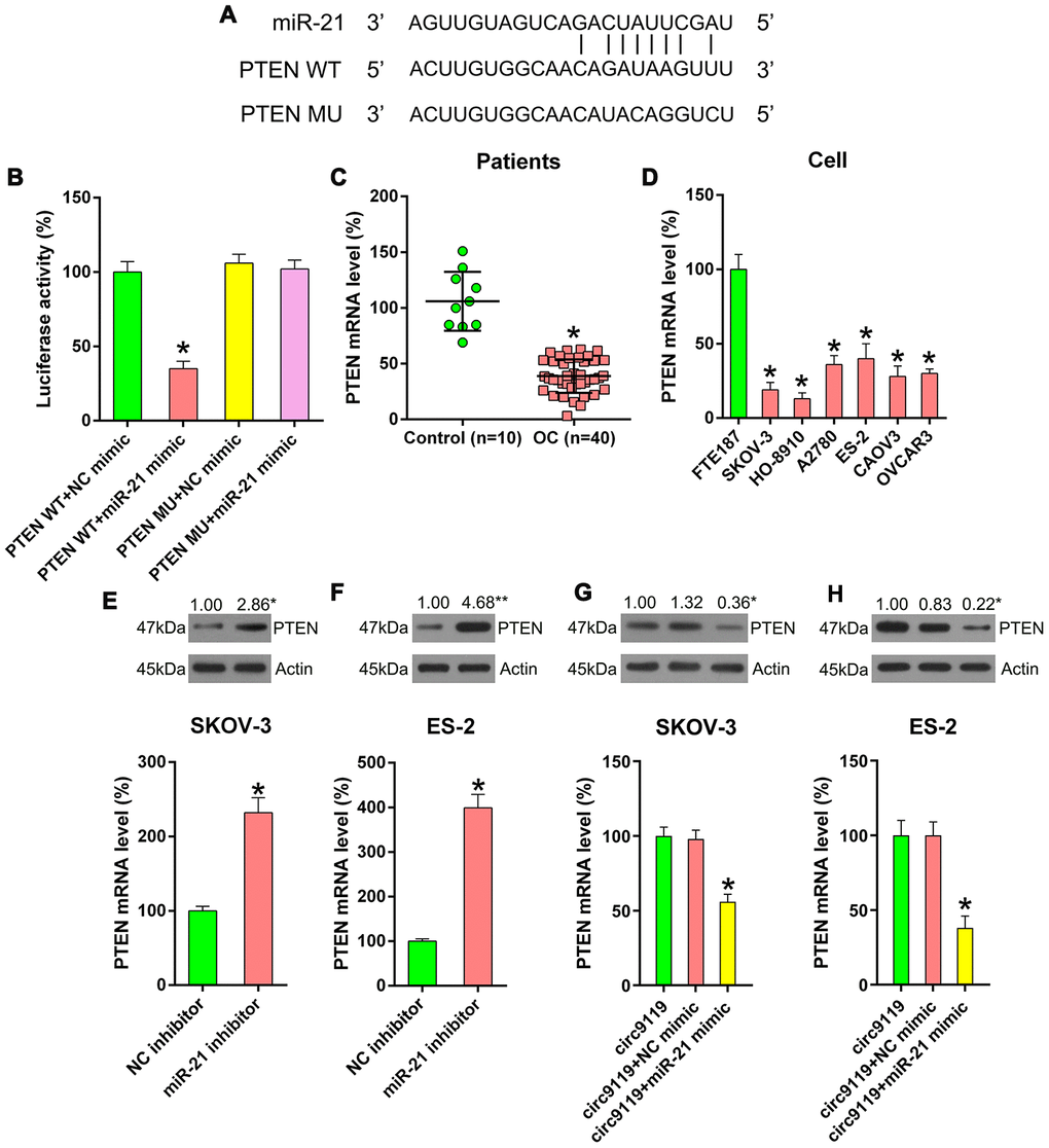 miR-21 targets the 3′-UTR of PTEN mRNA. (A) Bioinformatics forecasting displayed that miR-21 possesses a binding site in PTEN 3’-UTR. (B) DLRA was conducted and a luciferase reporter containing WT or MU of PTEN mRNA and miR-21/NC mimic were cotransfected into HEK293T cells. (C) qRT–PCR showed PTEN mRNA expression levels in patients with OC (n = 40) and healthy controls (n = 10). (D) qRT–PCR showed the expression levels of PTEN in FTE187 and OC cell lines. (E, F) ES-2 and SKOV-3 cells were transfected with an miR-21 or NC inhibitor. qRT–PCR and Western blotting were performed to examine PTEN levels. (G, H) SKOV-3 and ES-2 were subjected to cotransfection with circ9119 overexpressing vector and miR-21 or NC mimic. qRT–PCR and western blotting was performed to examine PTEN expression. Actin represents β-actin. n = 3. *P 