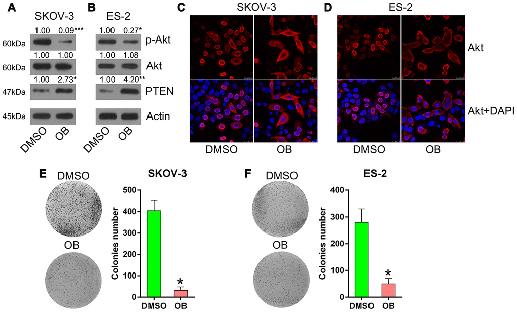 OB treatment inhibited the growth of SKOV-3 and ES-2 cells. Cells were incubated with 5 μmol/L of OB or 1% of DMSO for 12 h. (A, B) Western blotting was used to detect PTEN and Akt expressions as well as the phosphorylated Akt level. Actin represents β-actin. (C, D) Indirect immunofluorescence assay was conducted to observe the localization of Akt. (E, F) Colony formation assay indicated the growth of ES-2 and SKOV-3 cells with OB treatment. n = 3. *P 