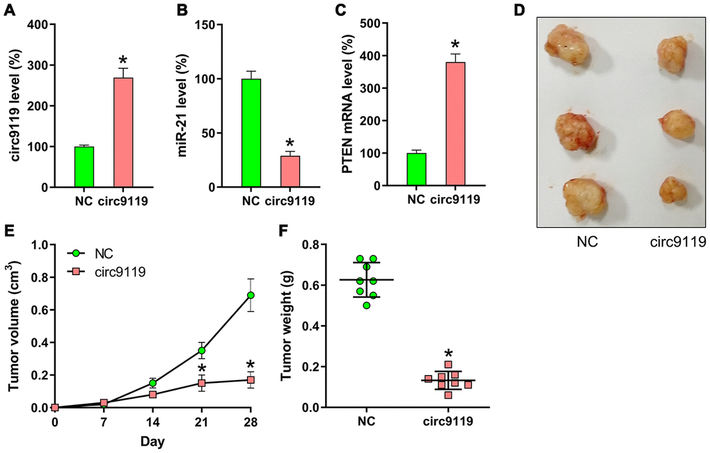 Xenograft pancreatic cancer formation is suppressed by circ9119 in mice. SKOV-3 cells transfected with lentiviral-circ9119 or NC cells were administered to the mice subcutaneously (n = 8 in each group). At day 30 post inoculation, we euthanized the animals and weighed the tumors. (A) circ9119, (B) miR-21, and (C) PTEN mRNA expression in OC cells was measured in each group using qRT–PCR. (D) three representative images of tumors in each group were displayed. (E) Tumor development curve at 27 days post inoculation. (F) Tumors from each group were weighed following excision. *P 