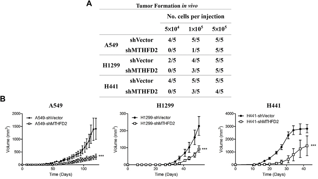 MTHFD2 knockdown and in vivo tumor formation ability. The cancer initiating ability (A), and tumor volumes (B) after subcutaneous injection of different cell number of respective vector control and MTHFD2-knockdown cell lines of A549, H1299 and H441 into the right flank of 6-week-old NOD/SCID mice (n = 5). *** indicate p