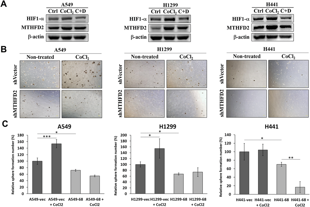 Oxygen availability and regulation of MTHFD2. (A) Representative western blots showing hypoxia inducible factor (HIF)-1α and MTHFD2 protein expression in A549, H1299 and H441 cells after treatment with only 100 μM CoCl2 or combined with 100nM digoxin (C+D), where β-actin was used as loading control. (B) Bright-field images of sphere formed by vector control and MTHFD2-knockdown groups of A549, H1299 and H441 cells and (C) their relative quantified number in the presence or absence of 100 μM CoCl2 for 2 days. *, ** and *** indicate p
