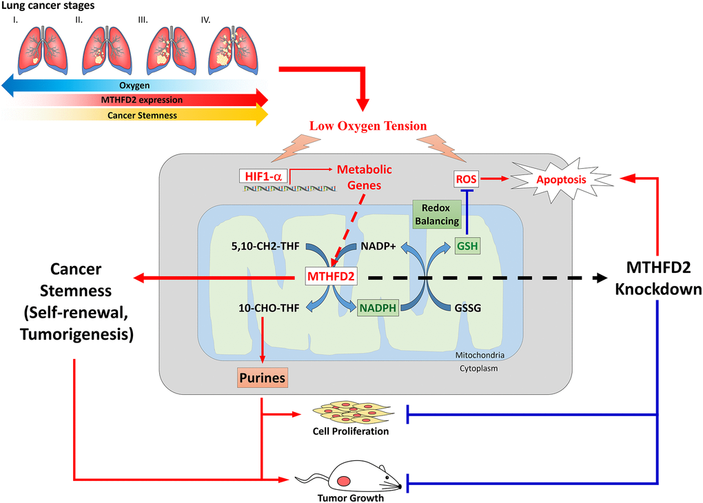 A schematic pathway of MTHFD2-mediated reprogramming leading to inhibited lung cancer and tumor aggressiveness.