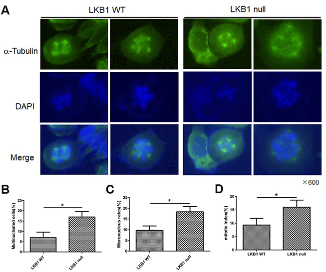 LKB1 deletion leads to genome instability. (A) Alpha-tubulin staining of proliferating LKB1-WT and LKB1-null cells. (B) DAPI staining showing increased multinucleation in LKB1-null cells. (C) DAPI staining showing increased micronucleation in LKB1-null cells. (D) Quantification of mitotic index in LKB1-WT and LKB1-null cells.