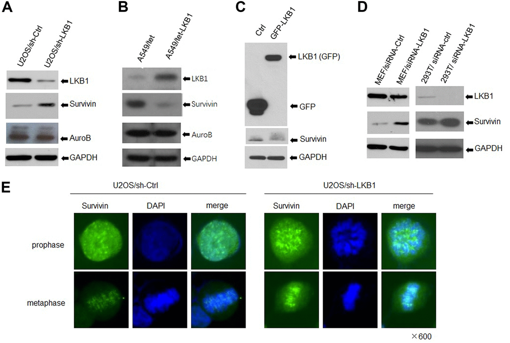 LKB1 represses survivin expression. (A) Western blotting detection of survivin and Aurora B in U2OS/sh-Ctrl and U2OS/sh-LKB1 cells. (B) Western blotting detection of survivin and Aurora B in A549/tet (control) and A549/tet-LKB1 cells. (C) Western blotting detection of survivin in Hela cells after induced expression of LKB1. (D) Western blotting detection of survivin in MEF, 293T, and C33A cells after LKB1 knockdown. Thirty micrograms of protein per lane were loaded. GAPDH served as loading control. (E) Immunofluorescence staining showing centromeric localization of survivin in U2OS cells.