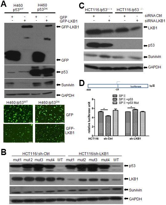 LKB1 suppresses survivin expression via p53. (A) Western blotting detection of survivin in p53WT and p53DN H460 cells after overexpression of LKB1. (B) Western blotting detection of survivin in HCT116/sh-Ctrl and HCT116/sh-LKB1 cells after transfection with mutated P53 (#1-#4) or WT P53 vectors. (C) Western blotting detection of survivin in HCT116(p53-/-) and HCT116(p53+/+) cells transfected with siRNA-Ctrl or siRNA-LKB1. Thirty micrograms of protein per lane were loaded. GAPDH served as loading control. (D) Luciferase reporter assay indicating negative regulation of the survivin promoter by p53.