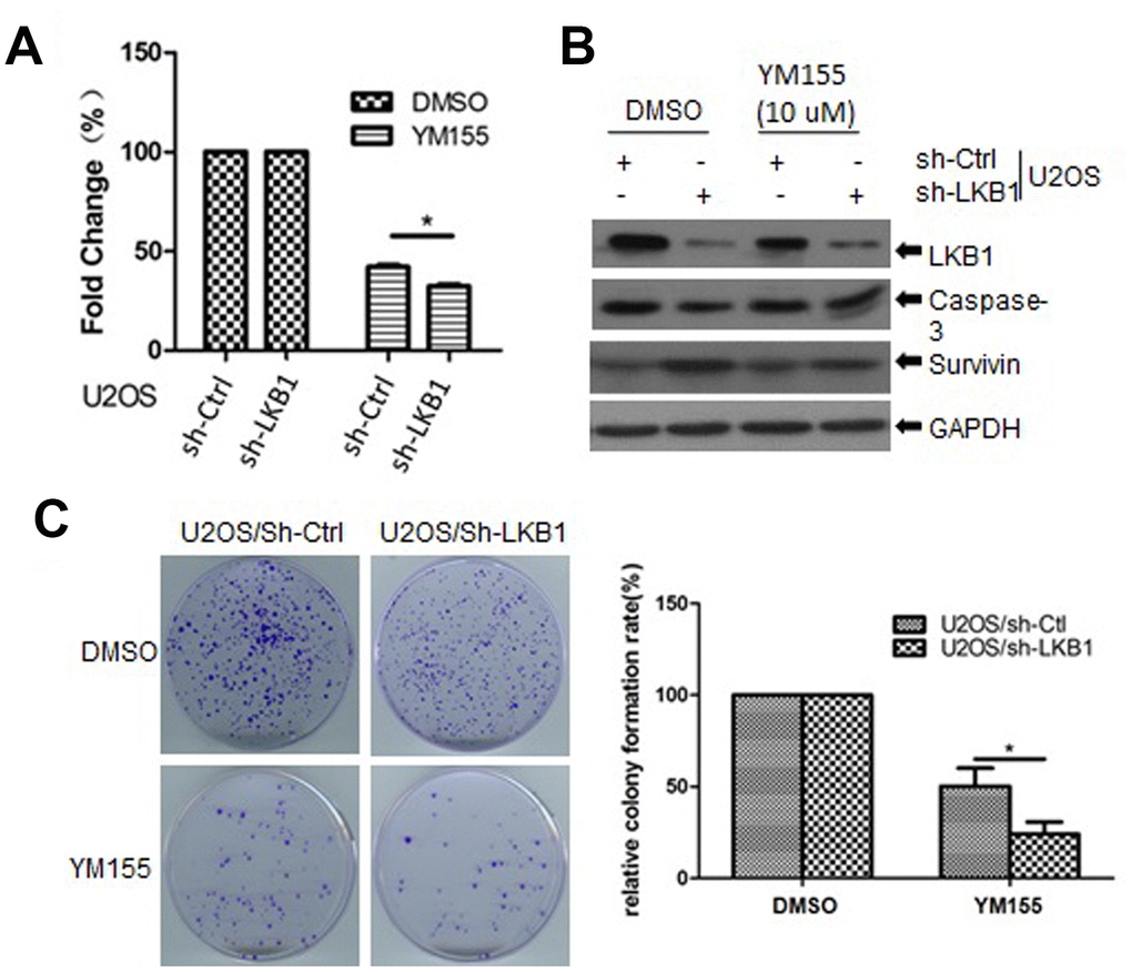 LKB1 deficiency sensitizes cells to the survivin inhibitor YM155. (A) Determination of cell viability (MTT assay) in U2OS/sh-Ctrl and U2OS/sh-LKB1 cells treated for 24 h with 10 μM YM155. (B) Western blotting detection of caspase-3 expression in U2OS/sh-Ctrl and U2OS/sh-LKB1 cells treated with YM155 (24 h, 10 μM). (C) Assessment of colony-forming efficiency in U2OS/sh-Ctrl and U2OS/sh-LKB1 cells. Cells were treated with 10 μM YM155 keeping or vehicle and allowed to grow for 10-14 days. Colonies containing at least 50 cells were counted. Data are mean ± SD (n=3).