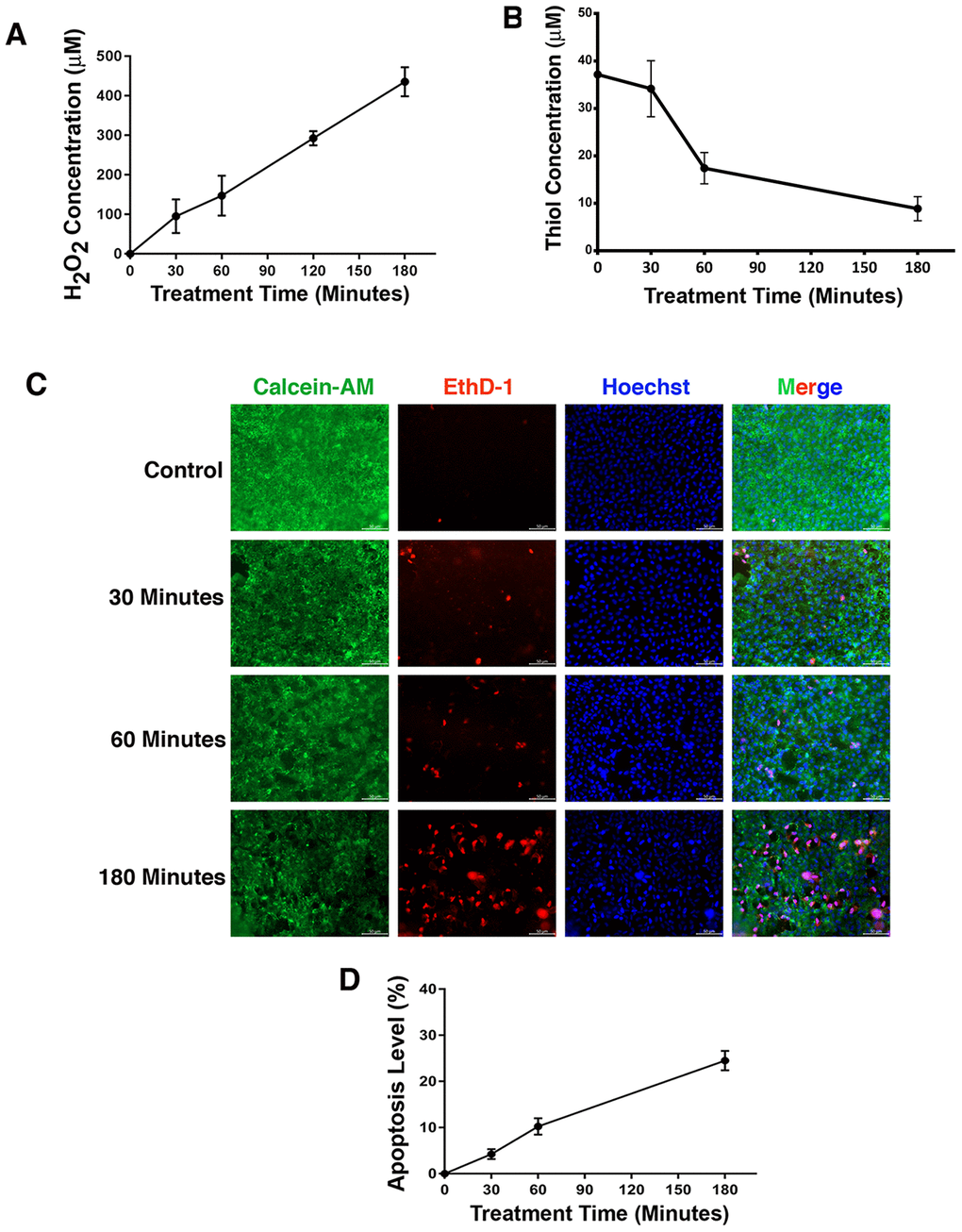 Treatment of rat lens with 40 mU GO caused apoptosis of lens epithelial cells. (A) Dynamic H2O2 concentration generated from 40mU glucose oxidase (GO) in the M199 medium in which rat lenses were cultured in 10-cm culture dish with 30 ml medium. (B) Dynamic changes of free thiol levels in rat lens epithelial cells under 40 mU GO treatment. (C) Live/dead assays to reveal time-dependent apoptosis of rat lens epithelial cells under treatment of 40 mU GO. Green fluorescence represents live cells as detected by Calcein-AM, and red fluorescence detected by EthD-1 refers to dead cells. (D) Apoptotic rate of rat lens epithelial cells under 40 mU GO treatment. All experiments were repeated three times. Error bar represents standard deviation, N=3.