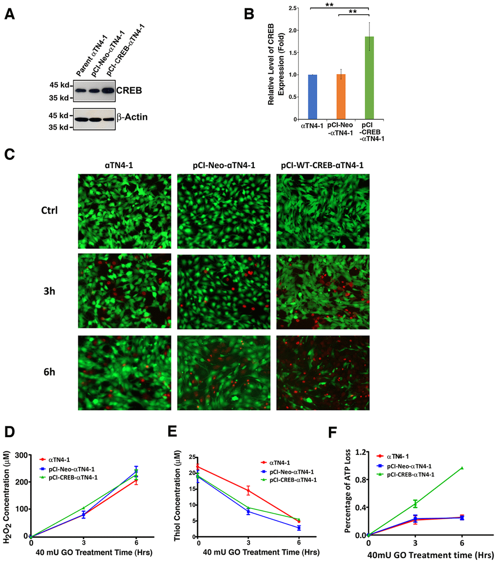 The expression of exogenous CREB sensitizes mouse lens epithelial cells to 40 mU GO-induced apoptosis (C, F). (A) Western blot analysis of the CREB levels in αTN4-1, pCI-αTN4-1, and pCI-CREB-αTN4-1 cells. (B) Semi-quantification of the western blot results in (A). (C and F) The αTN4-1, pCI-αTN4-1, and pCI-CREB-αTN4-1 cells were grown to 90% confluence. Then, 40 mU GO was added into the 3 types of cells, and the 3 types of cells were treated for indicated time. At the end of treatment, the cells were harvested for either live/dead assays (C), or for CellTiter-Glo® Luminescent Cell Viability Assay analysis [89] (F) to determine the rate of apoptosis. Note that pCI-CREB-αTN4-1 cells displayed the highest level of apoptosis (nearly 100%) in the 40mU glucose oxidase treatment (F). Green fluorescence represents live cells as detected by Calcein-AM, and red fluorescence detected by EthD-1 refers to dead cells. (D) Dynamic H2O2 concentration generated from 40mU glucose oxidase (GO) in the DMEM medium. (E) Dynamic changes of free thiol levels in mouse lens epithelial cells cultured in the DMEM medium under 40 mU GO treatment. All experiments were repeated three times. Error bar represents standard deviation, N=3. ** p