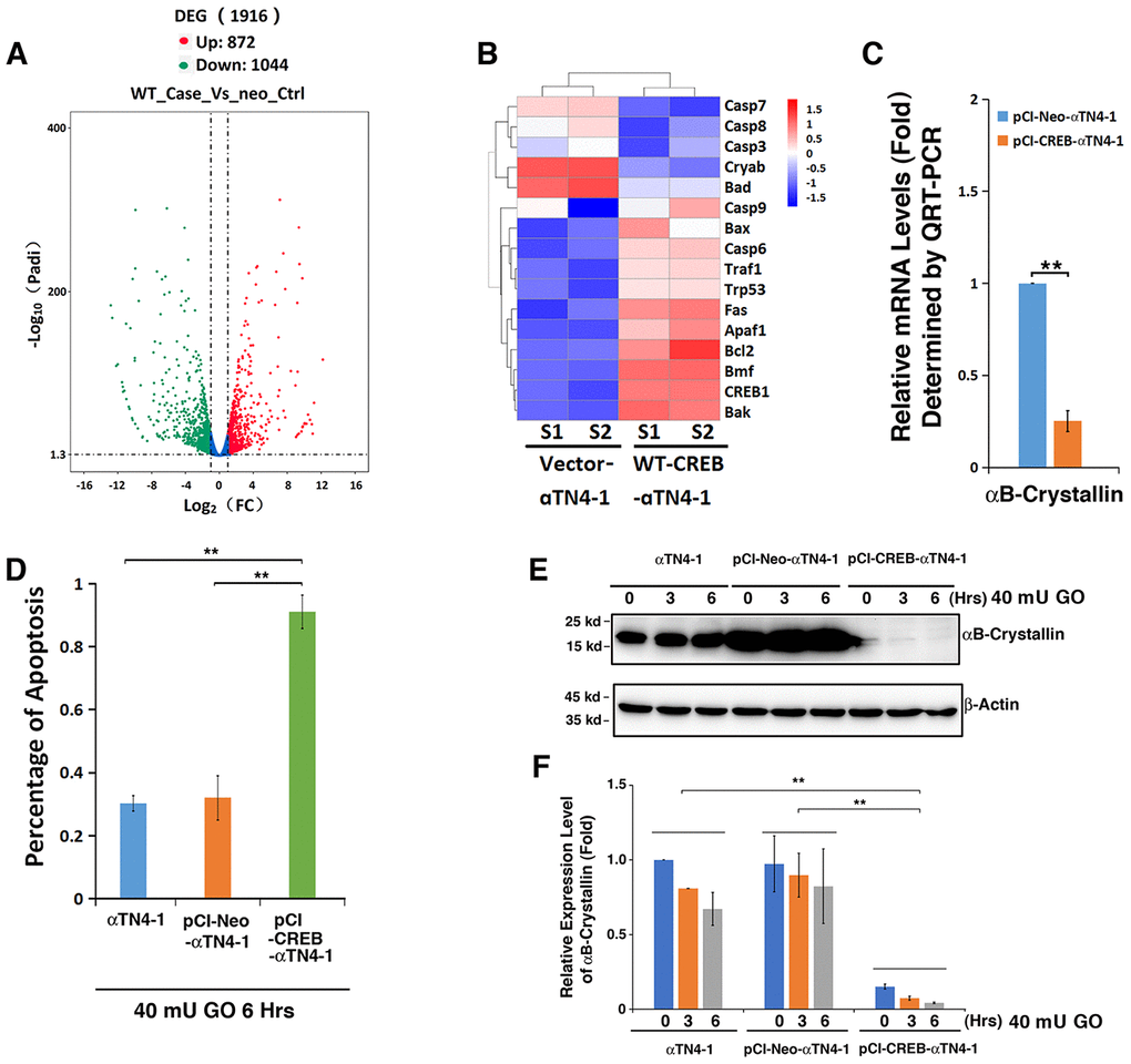 Comparative transcriptome analysis. (A–C) Both pCI-αTN4-1 and pCI-CREB-αTN4-1 cells were grown to 90% confluence and then harvested for RNAseq analysis. The gene expression patterns between vector-transfected cells and wild type CREB-transfected cells were compared (SRA accession: PRJNA566306). Compared to pCI-vector, expression of the exogenous WT-CREB caused changes in the expression patterns of 1916 genes, 872 genes were upregulated and 1044 genes were downregulated (A). (B) Hierarchical cluster analysis of apoptosis-associated genes. (C) The expression levels of the anti-apoptotic gene αB-crystallin in pCI-αTN4-1 and pCI-CREB-αTN4-1 cells (B) were further verified by qRT-PCR. Note that the expression of anti-apoptotic gene coding for αB-crystallin was significantly downregulated in pCI-CREB-αTN4-1 cell. (D–F) CREB downregulates expression of αB-crystallin during H2O2-induced apoptosis of CREB-expressing cells. (D) Apoptosis rate changes in αTN4-1, pCI-αTN4-1 and pCI-CREB-αTN4-1 cells under treatment of 40 mU GO from 0 to 6 hours were measured by CellTiter-Glo® Luminescent Cell Viability Assay analysis [89]. (E) Western blot analysis of the expression levels of αB-crystallin in αTN4-1, pCI-αTN4-1 and pCI-CREB-αTN4-1 cells under 40 mU GO. Note that the expression level of αB-crystallin was significantly downregulated in pCI-CREB-αTN4-1 cell. In addition, 40 mU GO treatment downregulated expression level of αB-crystallin in αTN4-1, pCI-αTN4-1 and pCI-CREB-αTN4-1 cells. (F) Semi-quantification of the western blot results in E. All experiments were repeated three times. Error bar represents standard deviation, N=3. ** p.