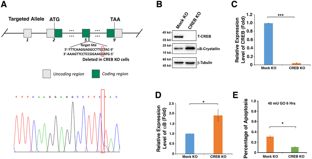 Silence of CREB activates expression of αB-crystallin in αTN4-1 cells. (A). CREB knockout strategy in αTN4-1 cells. The homozygous point deletion was created by CRISPR/CAS9 technology. A single nucleotide was deleted in exon 5, and the deletion mutation was verified by DNA sequencing. (B) Western blot analysis of the expression levels of CREB and αB-crystallin in αTN4-1 mock knockdown and CREB knockdown cells. (C, D) Semi-quantification of the western blot results in (B). (E) Apoptosis rate in, mock KO and αTN4-1 CREB KO cells under treatment of 40 mU GO for 6 hours measured by CellTiter-Glo® Luminescent Cell Viability Assay analysis [89]. All experiments were repeated three times. Error bar represents standard deviation, N=3. * p