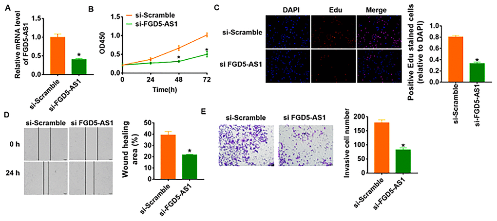 Knockdown of FGD5-AS1 inhibits proliferation, migration and invasion in SCC4 cells. (A) The expression of FGD5-AS1 in SCC4 cells after FGD5-AS1 si-RNA or si-Scramble transfection was determined by qRT-PCR (*pB) CKK-8 assay was used to examine the cell growth at 0, 24, 48 and 72 h (*pC) Edu assay was used to calculated cell proliferation (*pD) Wound healing assay was used to detect cell migration (*pE) Transwell assay was performed to check cell invasive ability (*p